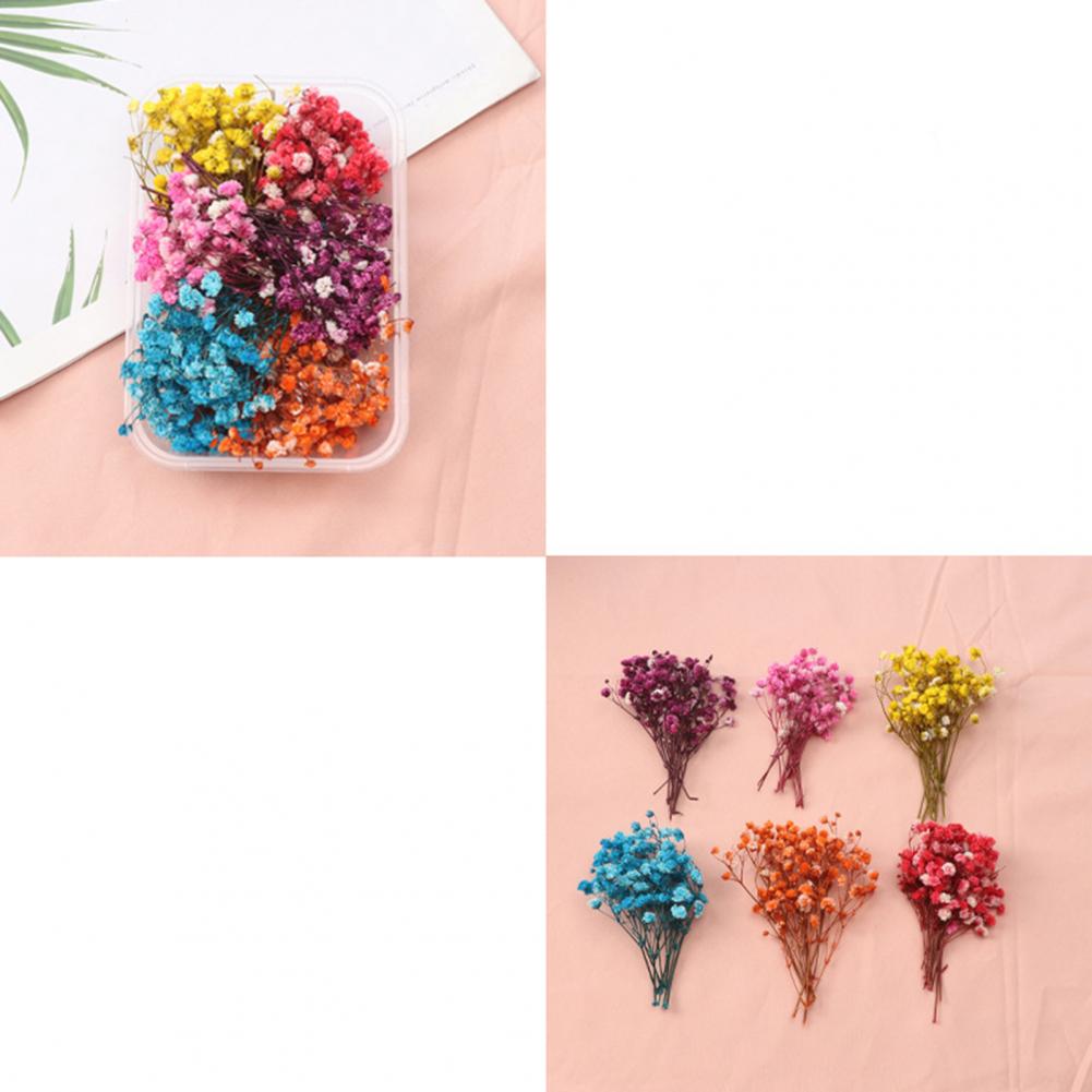 Dried Flower Bulk - Natuurlijke Bloemen Diy Gedroogde Bloem Kit