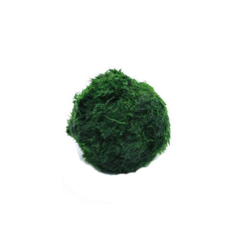 Terrarium Moss Art - Marimo Mos Ballen Live Aquarium Plant