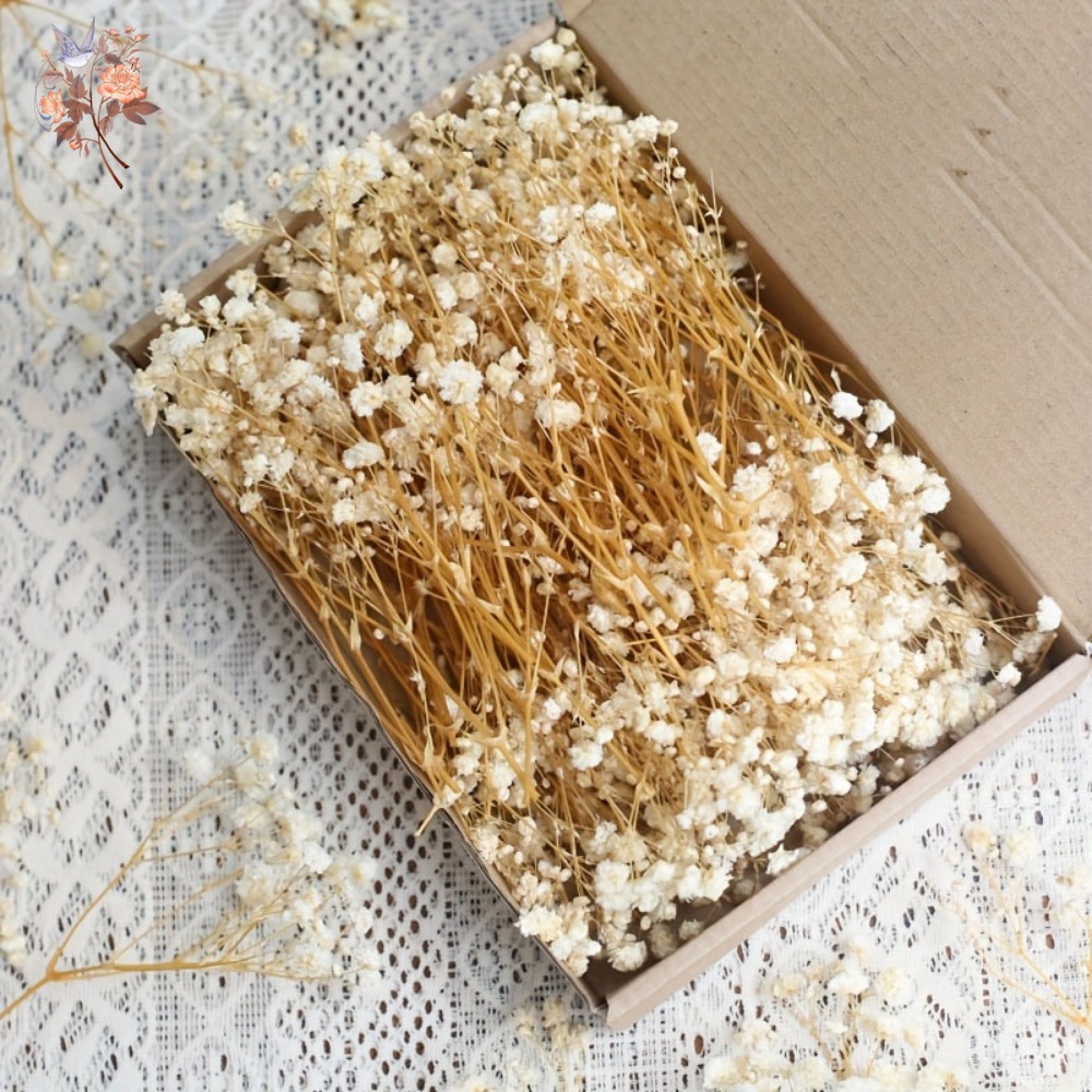 Dried Flower Bulk - 100 stuks Mini Gedroogde Baby's Breath