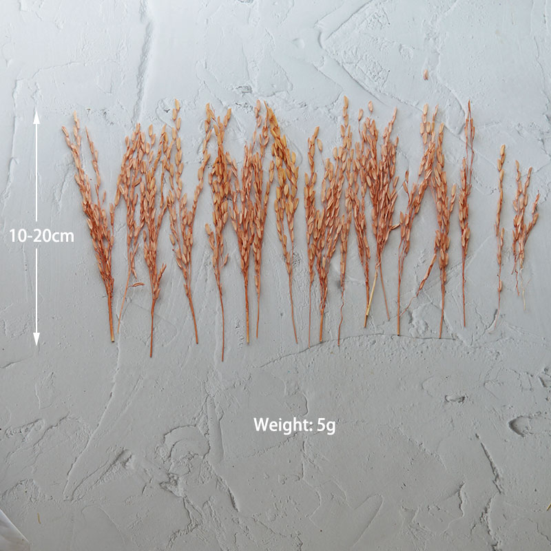 5g/Broomcorn Geverfd Gedroogde - Dried Flower Bulk recensie en prijs