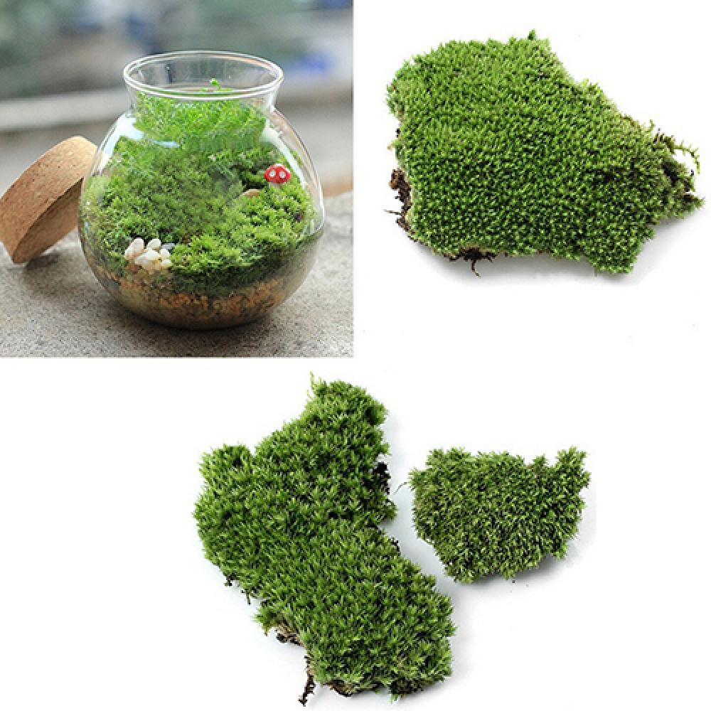 Kunstgroen Gras Mos Plant Orna - Terrarium Moss Art recensie en prijs